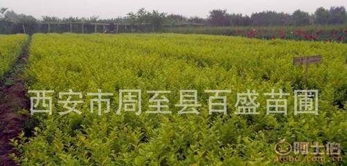 【營養(yǎng)缽金葉女貞,大田金葉女貞,陜西金葉女貞種苗工程綠化苗木】西安市周至縣百盛苗圃 - 產品庫