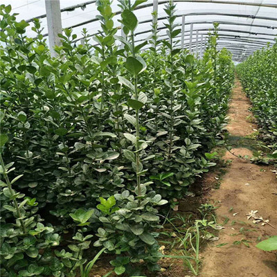 陜西露天地栽黃楊種苗報(bào)價(jià)