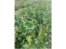 產(chǎn)品展示 江西金鑫杉樹(shù)苗定南縣基地