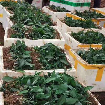 寶雞黃精種苗基地直銷(xiāo),黃精種植