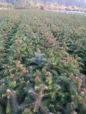 陜西一年生杉木樹(shù)多少錢(qián)