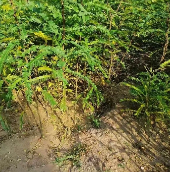 陜西皂角苗種苗價格