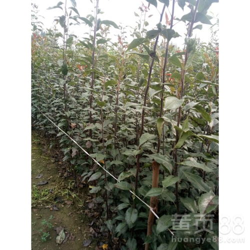 【玉露香梨樹苗什么價(jià)注意事項(xiàng)1公分梨樹苗價(jià)格、】- 