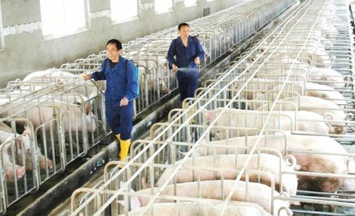 2021年的養(yǎng)殖風(fēng)險(xiǎn)很大,能學(xué)會這幾個(gè)規(guī)避方法,才是重點(diǎn)工作