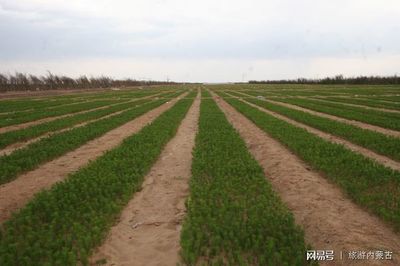 烏審旗有個(gè)國家沙漠公園