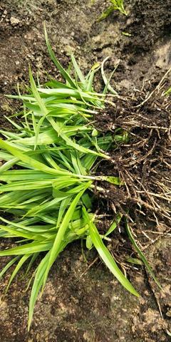 [白芨種苗批發(fā)]陜西商洛山陽(yáng)縣白芨種苗 0.90元/棵純紫花白芨 _ 一畝田