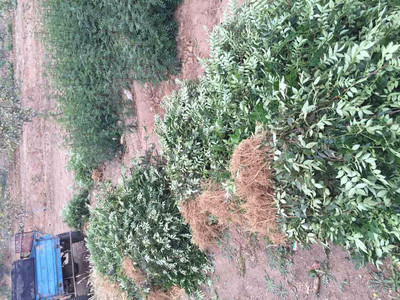 廈門供應(yīng)花椒苗產(chǎn)地批發(fā) 無(wú)刺花椒苗價(jià)格_韓城花椒苗