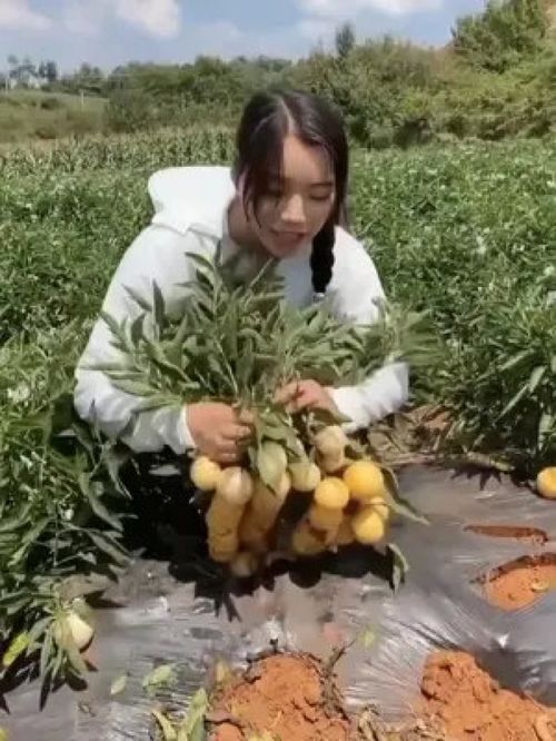 人參果樹(shù)苗 三農(nóng) 優(yōu)質(zhì)農(nóng)產(chǎn)品