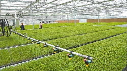興平 工廠化育苗智能溫室年供優(yōu)質種苗600萬株