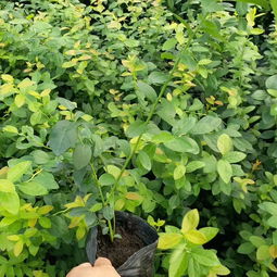【早熟藍莓苗多少錢早熟藍莓苗銷售廠家】-