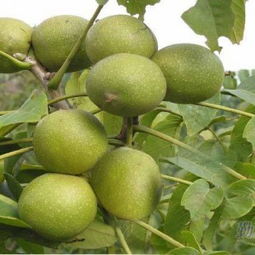 陜西核桃樹苗 陜西核桃樹苗基地供應商 綿陽川松科技公司