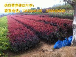 【供應西安營養(yǎng)缽紅葉李、紫葉李、陜西叢生密枝紅葉李】價格,廠家,其他種子種苗