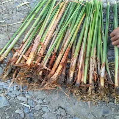 陜西現貨直供香蒲種苗 晉城市香蒲苗盆栽 易成活易栽培