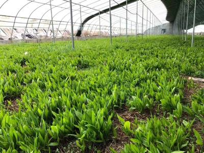 [三叉白芨種苗批發]陜西商洛商州區白芨種苗 9.80元/件樣品通 _ 一畝田