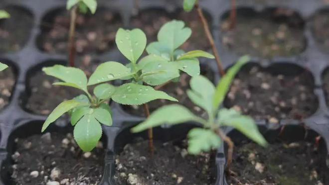 【人勤春來早 奮進(jìn)正當(dāng)時(shí)】春暖黃陵 科技助力種苗培育開啟新篇