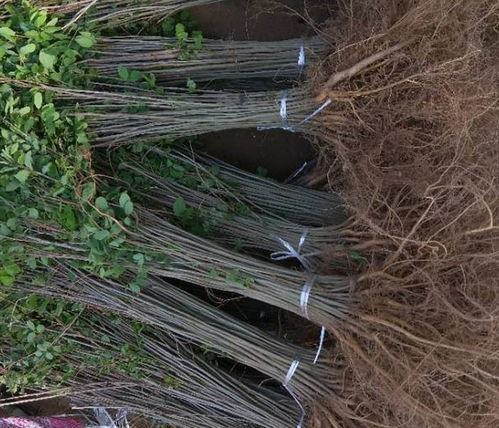 紫穗槐種苗,川姐紫穗槐根系發(fā)達(dá),陜西紫穗槐種苗批發(fā)