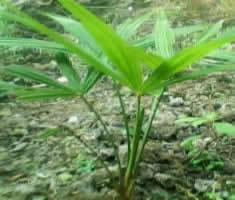 耐寒棕樹苗價格_耐寒棕樹苗_陜西商洛市耐寒棕樹苗生產(chǎn)供應商_花卉種子、種苗盡在搜了網(wǎng)