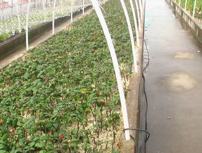 玫瑰克隆繁育及前景預測,中國植物網(wǎng),克隆,克隆技術,育苗,工廠化育苗,育苗技術,植物,花卉,植物繁殖技術,植物快繁,植物非試管快繁技術,植物克隆,植物非試管高效快繁技術