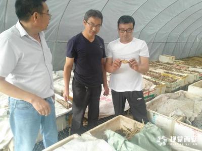 留壩:專家支招 產(chǎn)業(yè)發(fā)展有信心