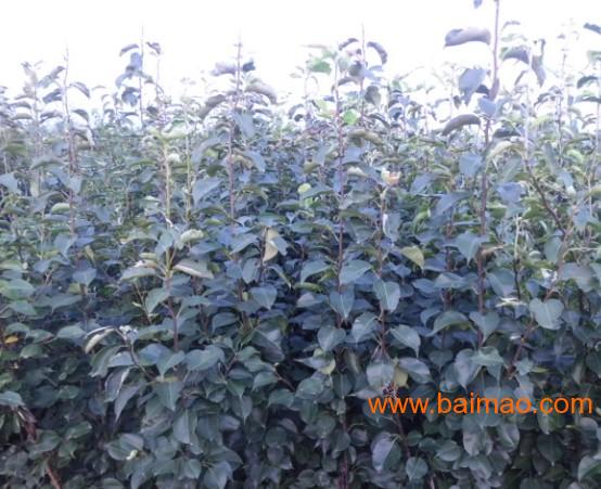 櫻桃樹苗批發(fā)&ndash;櫻桃樹苗廠家&ndash;櫻桃樹苗供應商