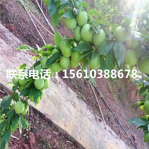 【嫁接李子苗、嫁接李子苗批發價格】- 