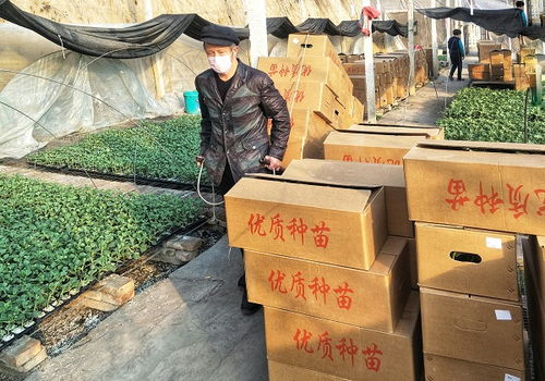 太谷 戰(zhàn) 疫 不忘備春耕