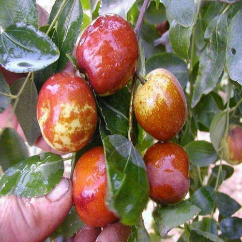 【中華貢棗樹幼苗產(chǎn)地貨源、中華貢棗樹幼苗怎么種】-