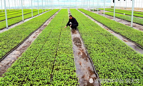 陜西寧強 蔬菜育苗管護忙