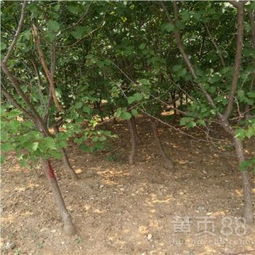 【杏樹苗果實著色陜西凱特杏苗】-