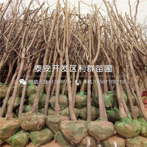 【磨盤柿子苗報價、2019年磨盤柿子苗價格】- 