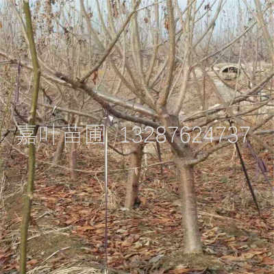 陜西櫻桃樹苗苗圃