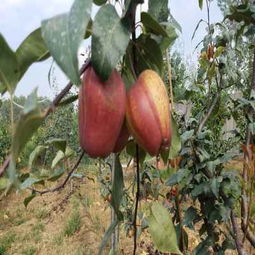 請您點擊 陜西安康嫁接核桃樹苗供應商 種苗培育基地