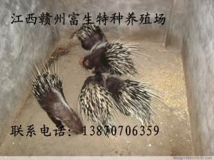 江西豪豬種苗 廣東豪豬種苗 陜西豪豬 種苗_農(nóng)副產(chǎn)品_世界工廠網(wǎng)