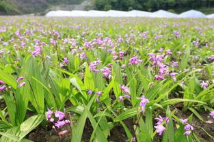 秦巴山區(qū)瀕危藥材研究所在陜掛牌
