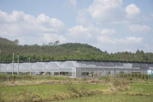 龍門縣絲苗米產(chǎn)業(yè)園 唱響 動起來 沉下去 走出去 園區(qū)發(fā)展三部曲 守好最具情懷的米業(yè)大計