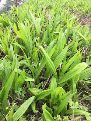 [三叉白芨種苗批發(fā)]陜西漢中漢臺(tái)區(qū)白芨種苗 0.60元/棵三叉白 _ 一畝田