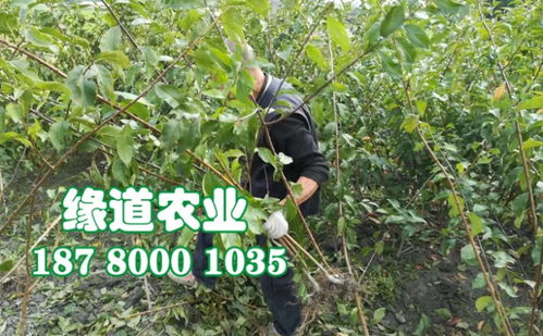 【四川蜂糖李子苗廠家、嫁接蜂糖李樹苗那里有賣】- 