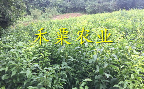 浙江李子苗新品種介紹 2年李子樹苗栽培技術與管理