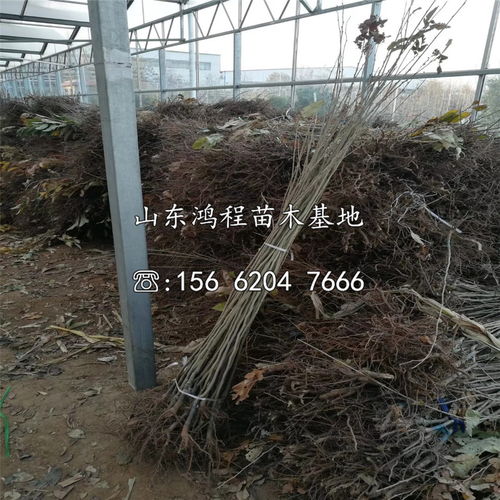 【山東淺刺板栗苗報價】- 