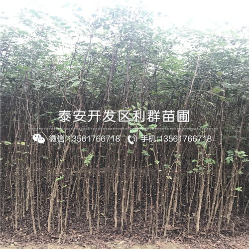 花椒樹苗 花椒樹苗價格 花椒樹苗批發(fā)