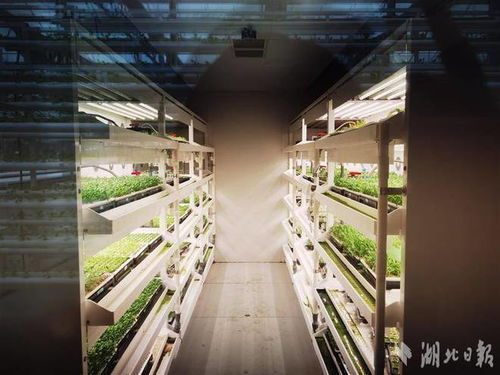 武漢 蔬菜工廠 育苗忙 春耕跑出 加速度