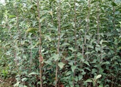 陜西矮化蘋果果樹,批發(fā)矮化蘋果苗,果樹苗木,優(yōu)質(zhì)矮化蘋果種苗