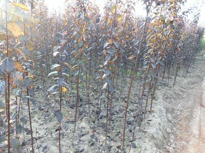 供應用于綠化的陜西紅葉李樹苗批發(fā)商,紅葉李種苗基地