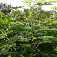  佛山市南海區(qū)西樵百達(dá)隆工藝拼花廠 主營(yíng) 不銹鋼馬賽克 陶瓷