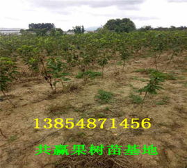 湖南懷化車?yán)遄訖烟覙涿绮刨u多少錢 主產(chǎn)區(qū) 送貨價(jià)格