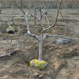 【黑桃苗品種哪里便宜南通油蟠7蟠桃苗】-