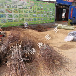 冬棗樹苗管理技術(shù) 3公分冬棗樹 4公分冬棗樹價(jià)格走勢(shì)