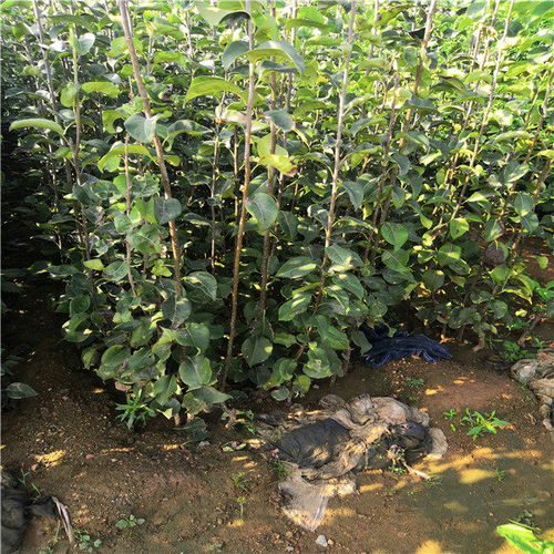 推薦陜西省榆林市5公分梨樹3年梨樹苗基地價(jià)格