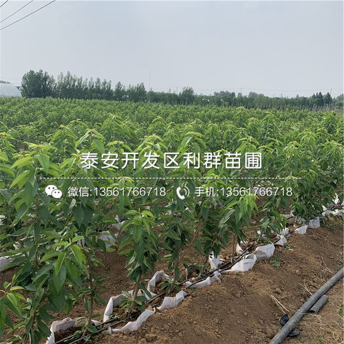 【吉塞拉12號(hào)砧木苗、吉塞拉12號(hào)砧木苗價(jià)錢】- 