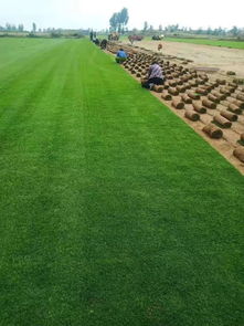 陜西姬擴建 優質精品種苗，全力打造陜西草坪之鄉